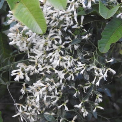 Baccharis halimifolia (Groundsel Bush) at River Heads, QLD - 14 May 2024 by Gaylesp8