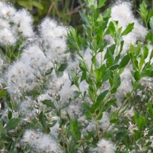 Baccharis halimifolia at River Heads, QLD - 14 May 2024 03:39 PM