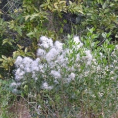 Baccharis halimifolia at River Heads, QLD - 14 May 2024 03:39 PM