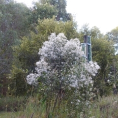 Baccharis halimifolia at River Heads, QLD - 14 May 2024