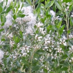 Baccharis halimifolia at River Heads, QLD - 14 May 2024