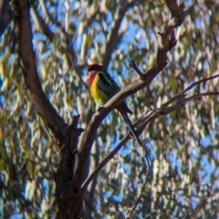 Platycercus eximius (Eastern Rosella) at Albury - 22 Jun 2024 by Darcy