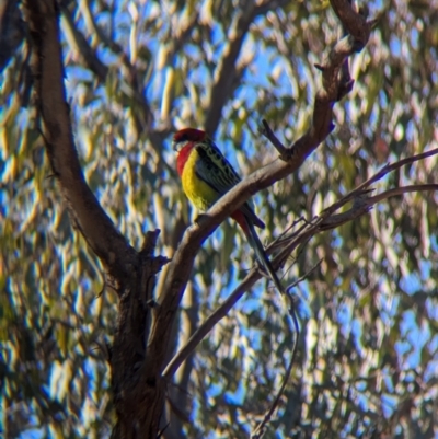 Platycercus eximius (Eastern Rosella) at Table Top, NSW - 22 Jun 2024 by Darcy