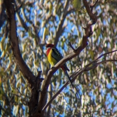 Platycercus eximius at Nine Mile Reserve - 22 Jun 2024