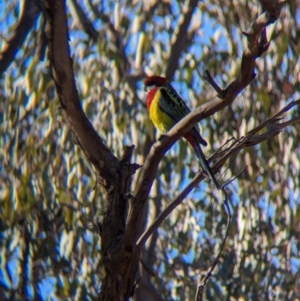 Platycercus eximius at Nine Mile Reserve - 22 Jun 2024