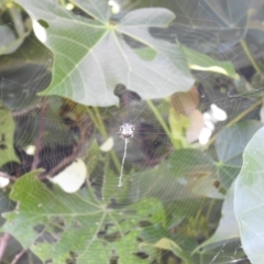 Austracantha minax (Christmas Spider, Jewel Spider) at Point Vernon, QLD - 14 May 2024 by Gaylesp8