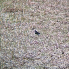 Stagonopleura guttata (Diamond Firetail) at Table Top, NSW - 22 Jun 2024 by Darcy