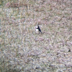 Stagonopleura guttata at Albury - suppressed