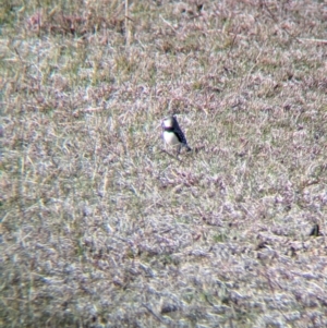 Stagonopleura guttata at Albury - suppressed
