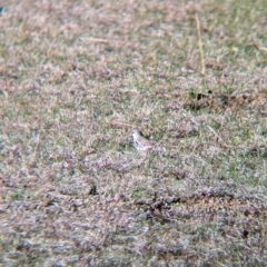 Stagonopleura guttata at Albury - suppressed