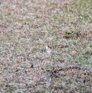 Stagonopleura guttata at Albury - suppressed