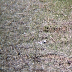 Stagonopleura guttata at Albury - suppressed