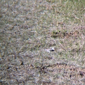 Stagonopleura guttata at Albury - suppressed