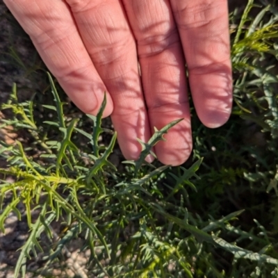 Isotoma axillaris (Australian Harebell, Showy Isotome) at Table Top, NSW - 22 Jun 2024 by Darcy