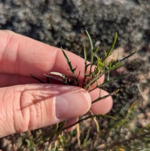 Isotoma axillaris at Albury - 22 Jun 2024