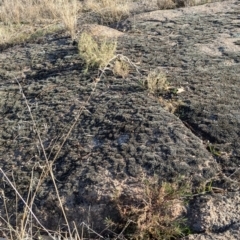 Isotoma axillaris at Albury - 22 Jun 2024