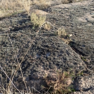 Isotoma axillaris at Albury - 22 Jun 2024