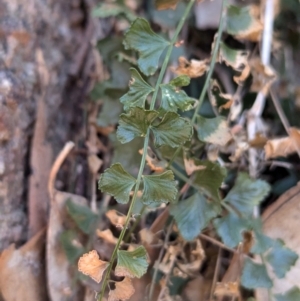 Asplenium flabellifolium at Nine Mile Reserve - 22 Jun 2024