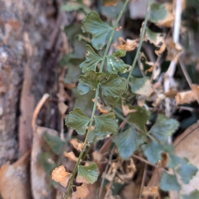 Asplenium flabellifolium (Necklace Fern) at Albury - 22 Jun 2024 by Darcy