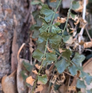 Asplenium flabellifolium at Nine Mile Reserve - 22 Jun 2024