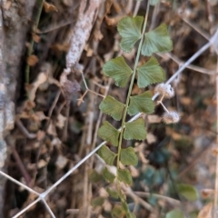 Asplenium flabellifolium at Nine Mile Reserve - 22 Jun 2024 02:37 PM