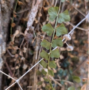 Asplenium flabellifolium at Nine Mile Reserve - 22 Jun 2024