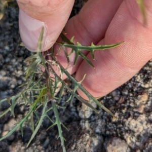 Isotoma axillaris at Nine Mile Reserve - 22 Jun 2024