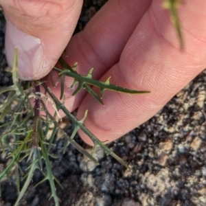 Isotoma axillaris at Nine Mile Reserve - 22 Jun 2024