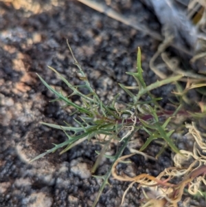 Isotoma axillaris at Nine Mile Reserve - 22 Jun 2024