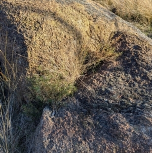 Isotoma axillaris at Nine Mile Reserve - 22 Jun 2024