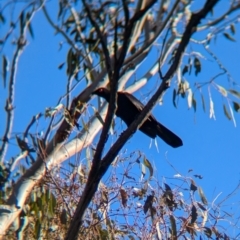 Corcorax melanorhamphos (White-winged Chough) at Balldale, NSW - 23 Jun 2024 by Darcy