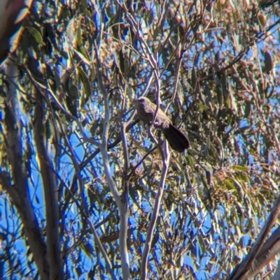 Struthidea cinerea (Apostlebird) at Balldale, NSW - 23 Jun 2024 by Darcy