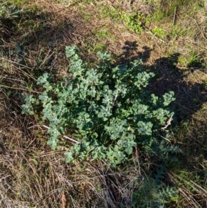 Marrubium vulgare at Kentucky State Forest - 23 Jun 2024 10:46 AM