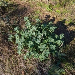 Marrubium vulgare at Kentucky State Forest - 23 Jun 2024