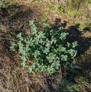 Marrubium vulgare at Kentucky State Forest - 23 Jun 2024