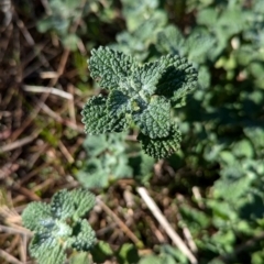 Marrubium vulgare at Kentucky State Forest - 23 Jun 2024