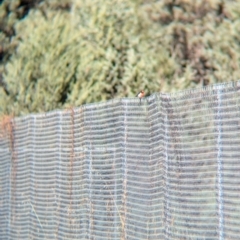 Petroica goodenovii (Red-capped Robin) at Balldale, NSW - 23 Jun 2024 by Darcy