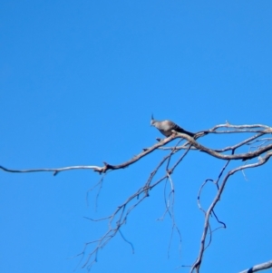 Ocyphaps lophotes at Balldale, NSW - 23 Jun 2024