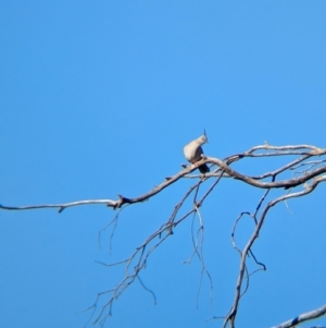 Ocyphaps lophotes at Balldale, NSW - 23 Jun 2024