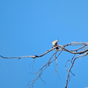 Ocyphaps lophotes at Balldale, NSW - 23 Jun 2024