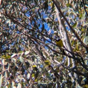 Pachycephala pectoralis at Kentucky State Forest - 23 Jun 2024 11:10 AM