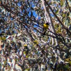 Pachycephala pectoralis at Kentucky State Forest - 23 Jun 2024 11:10 AM