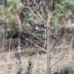 Rhipidura albiscapa (Grey Fantail) at Kentucky State Forest - 23 Jun 2024 by Darcy