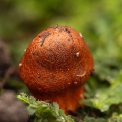 Hygrocybe sp. at Acton, ACT - 23 Jun 2024 by amiessmacro