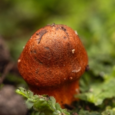 Hygrocybe sp. at ANBG - 23 Jun 2024 by amiessmacro