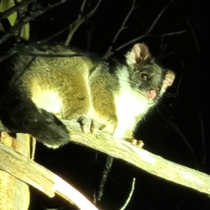 Trichosurus cunninghami at Namadgi National Park - 22 Jun 2024 06:34 PM