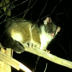 Trichosurus cunninghami at Namadgi National Park - 22 Jun 2024 06:34 PM