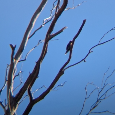 Artamus cyanopterus cyanopterus (Dusky Woodswallow) at Balldale, NSW - 23 Jun 2024 by Darcy