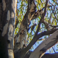 Falcunculus frontatus (Eastern Shrike-tit) at Murray Valley Regional Park - 23 Jun 2024 by Darcy