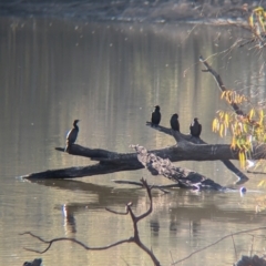 Phalacrocorax sulcirostris (Little Black Cormorant) at Howlong, NSW - 23 Jun 2024 by Darcy